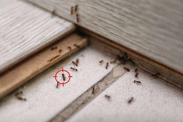 Best Best Pest Control Companies  in Odessa, TX